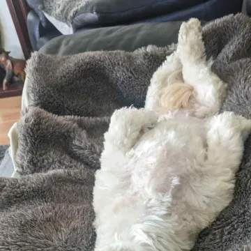Photo of Lily