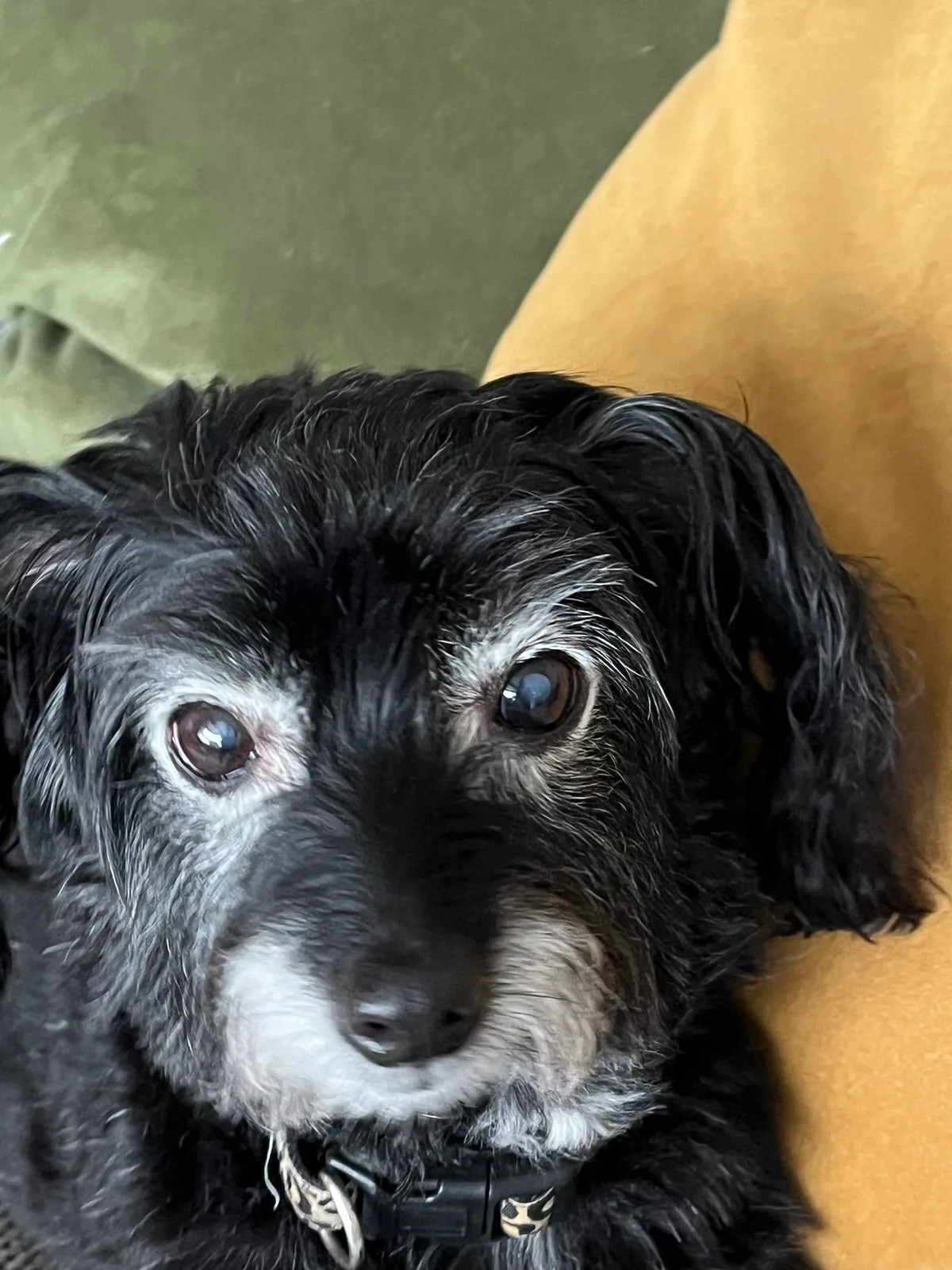 Daisy, photo 2