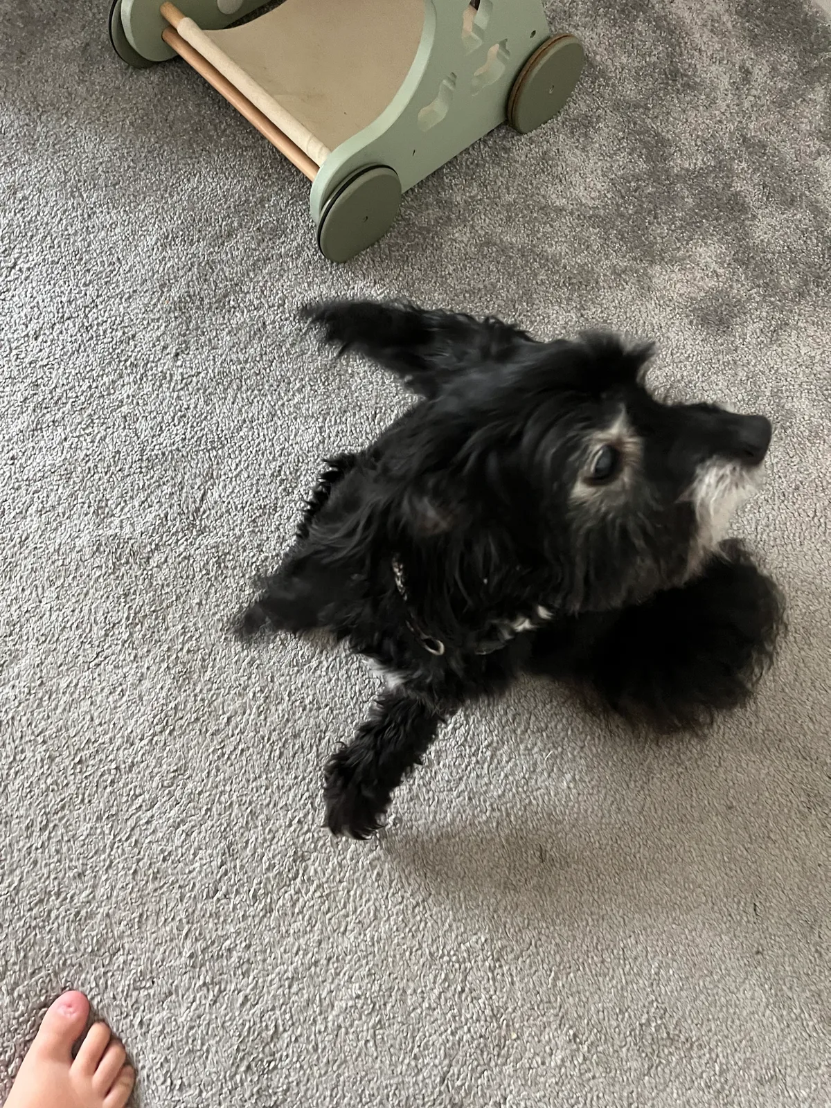 Daisy, photo 5