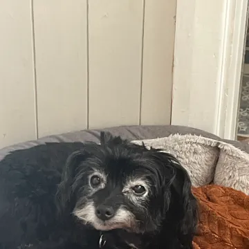 Photo of Daisy
