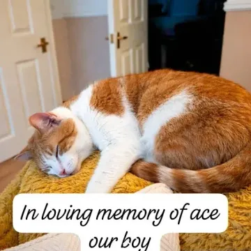 Photo of Ace