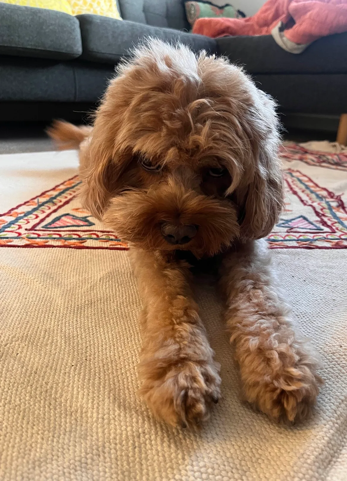 Kiko, photo 4