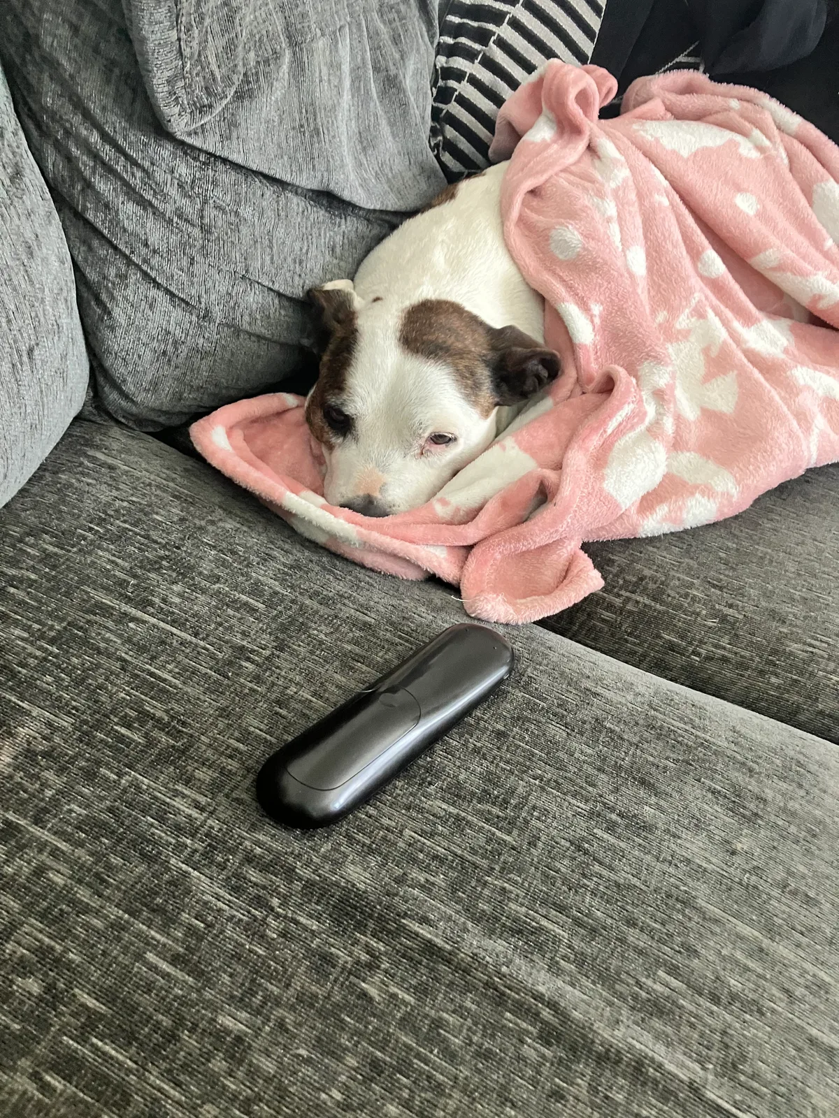 Bella, photo 3