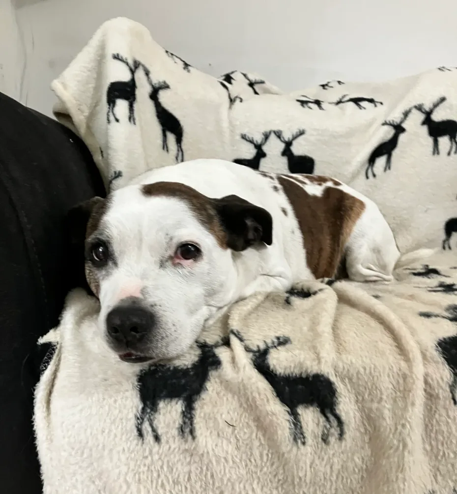 Portrait of Bella