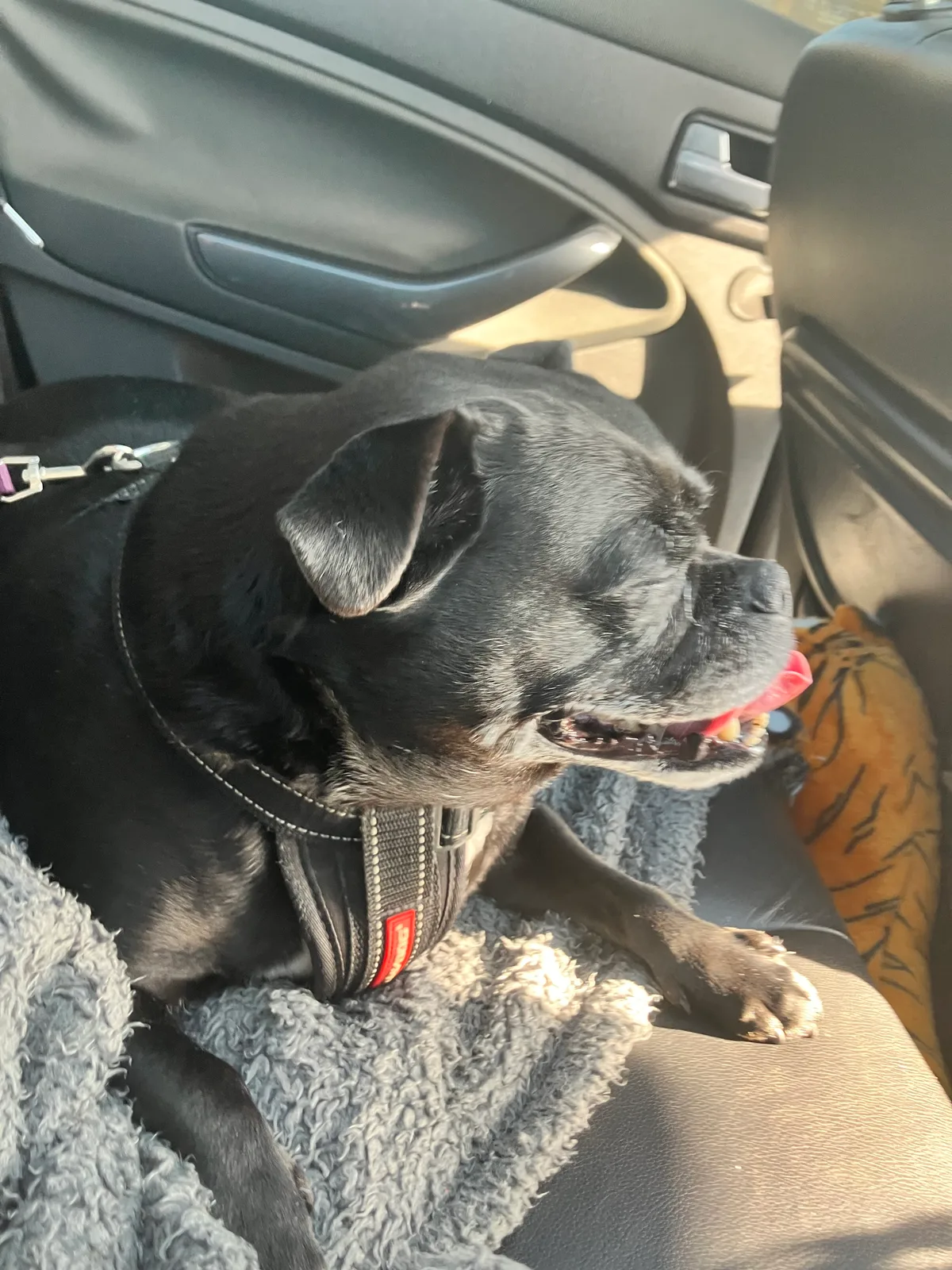 Missy, photo 2