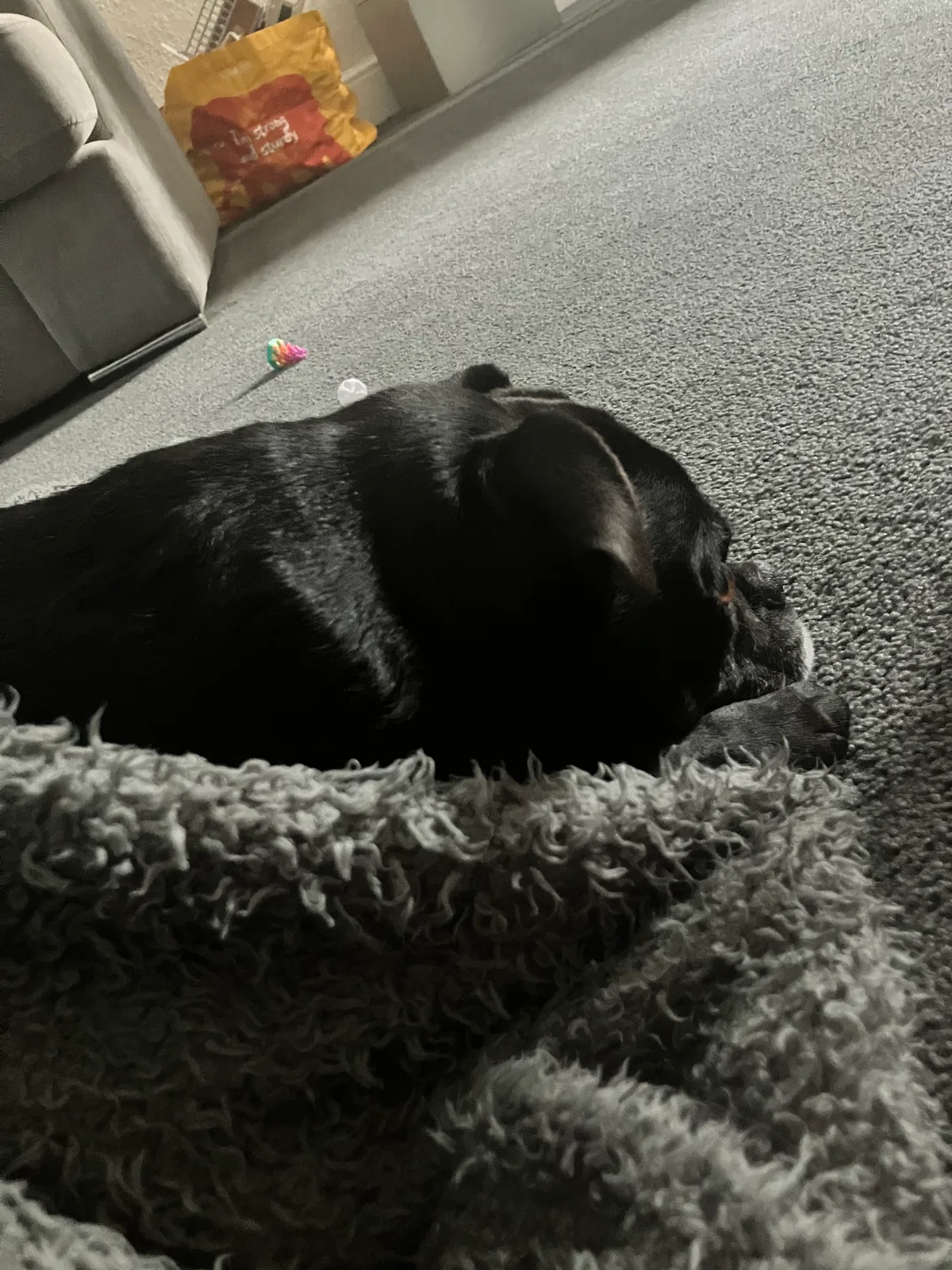 Missy, photo 3