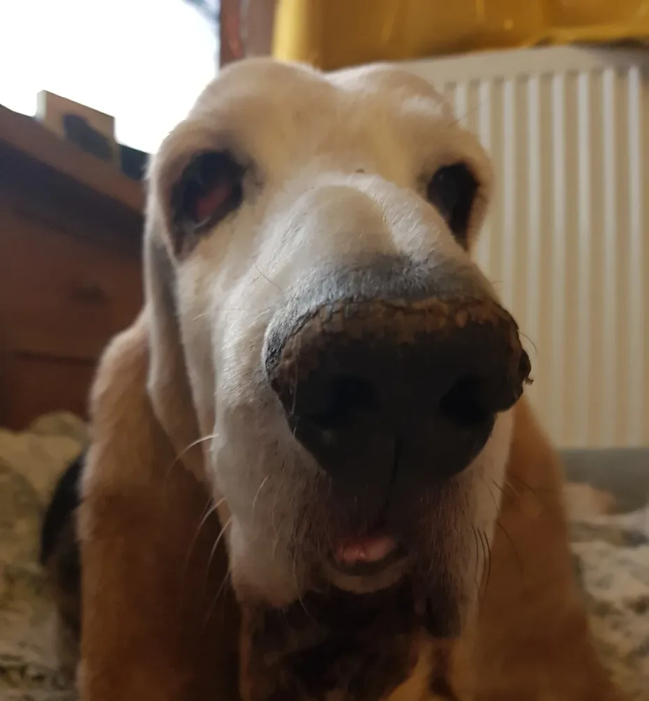 Portrait of Harvey