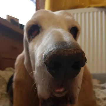 Photo of Harvey