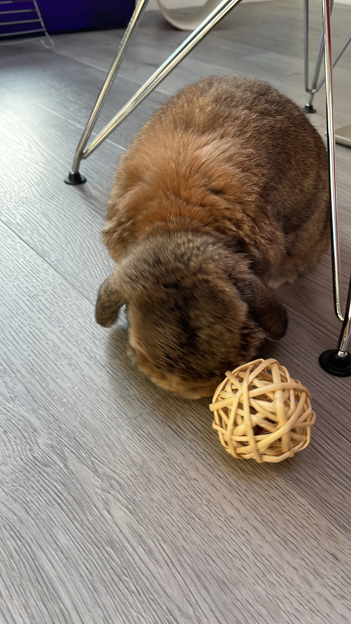 Benji, photo 2