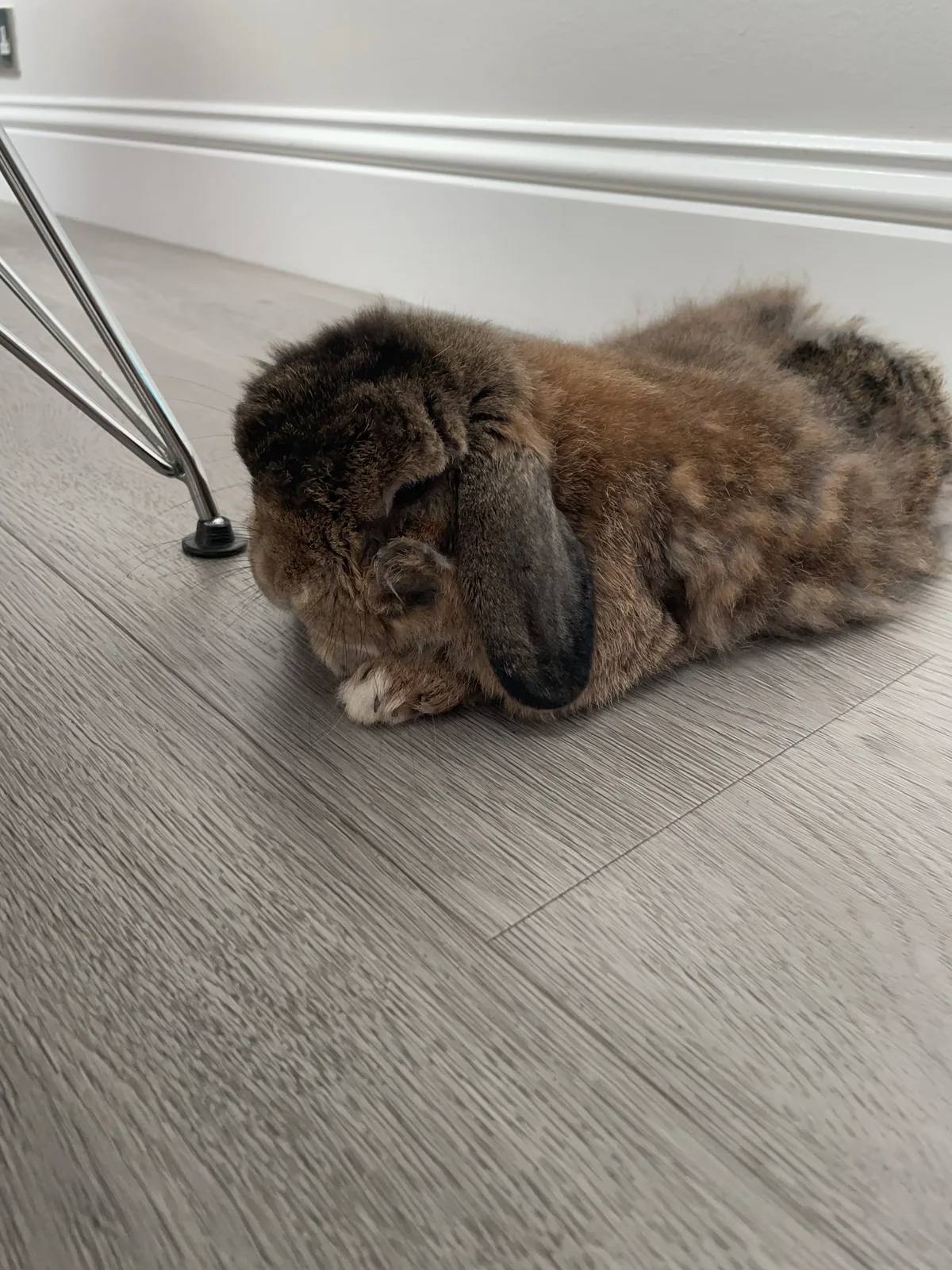 Benji, photo 4