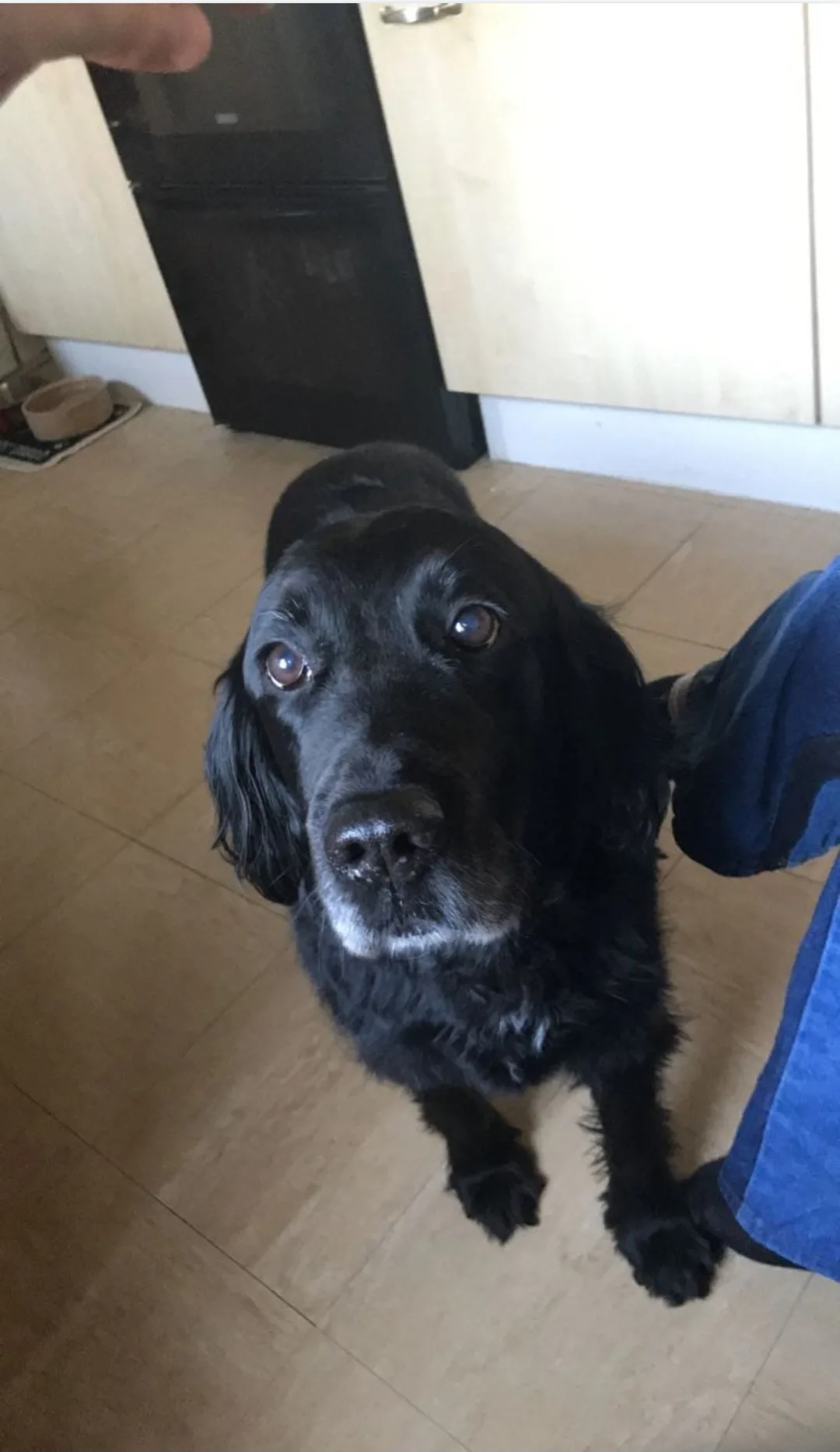 Mojo, photo 2