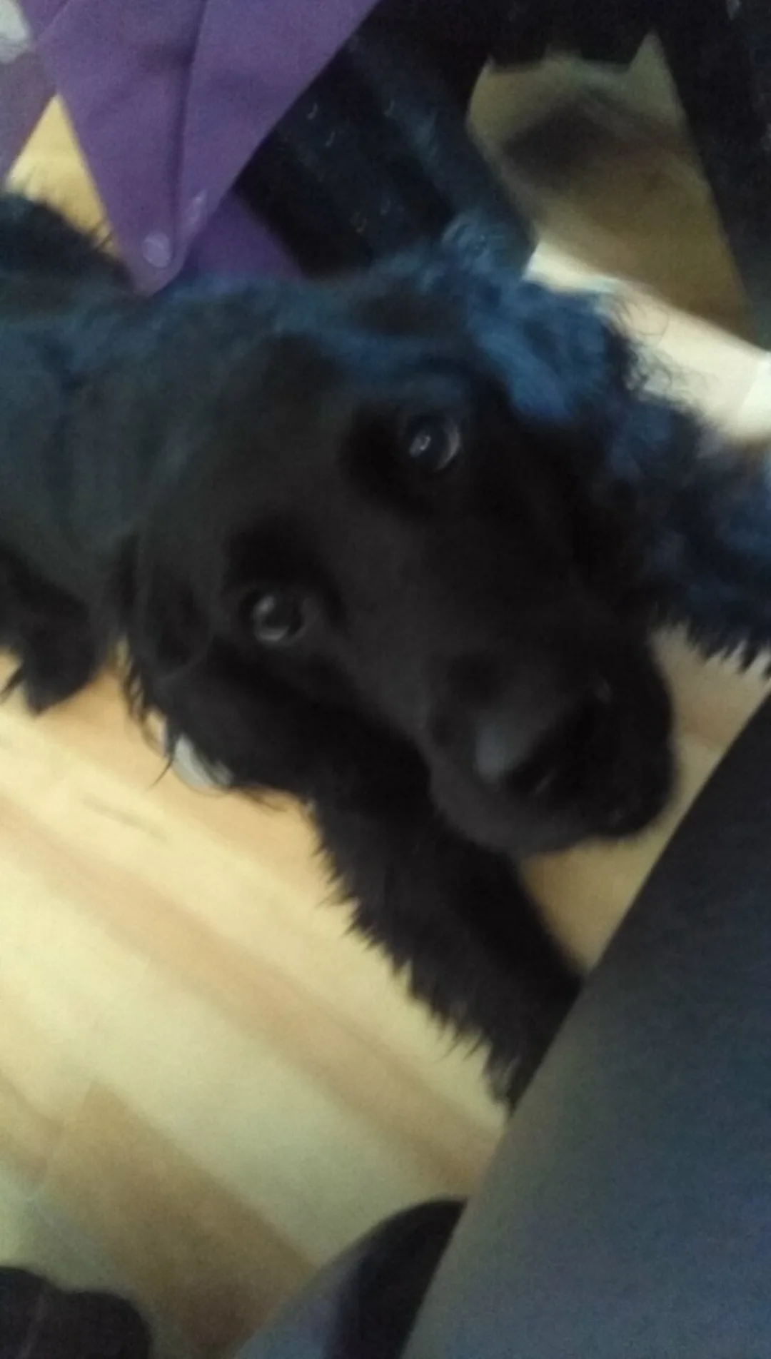 Mojo, photo 3