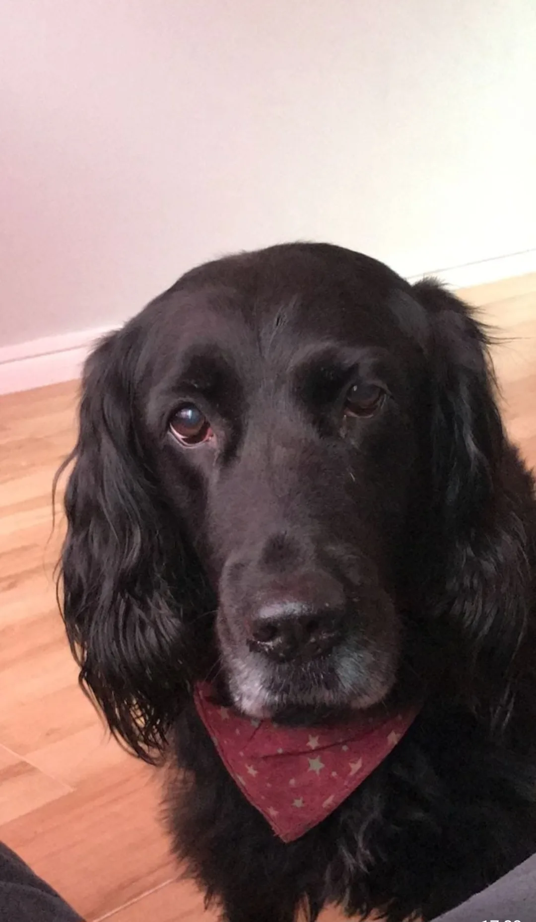 Mojo, photo 4