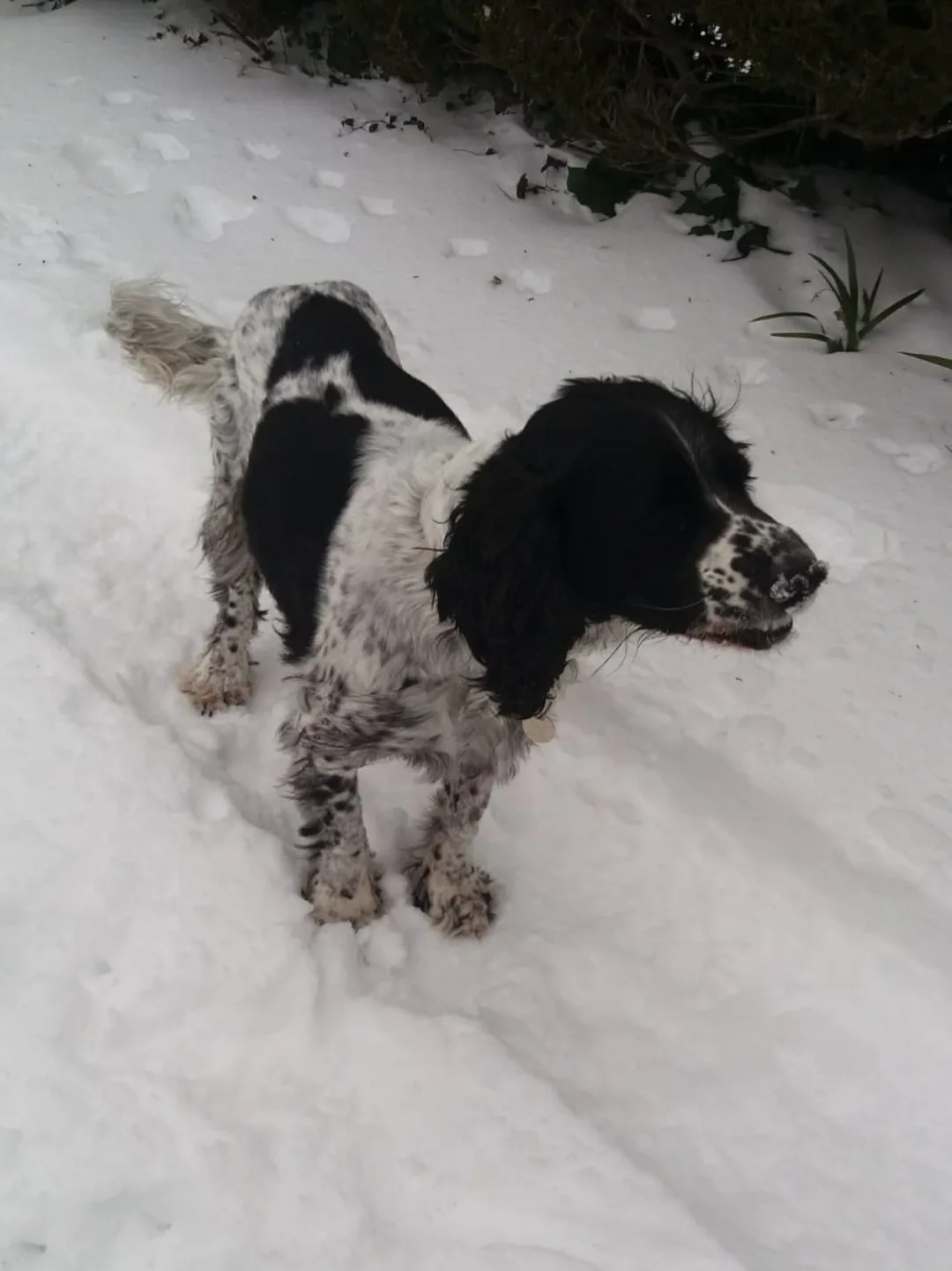 Ralph, photo 3