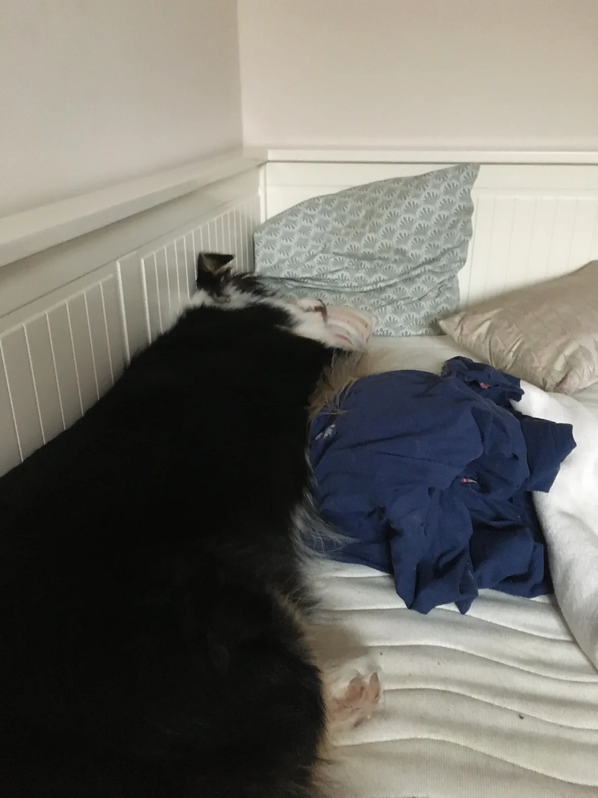 Nikita, photo 5