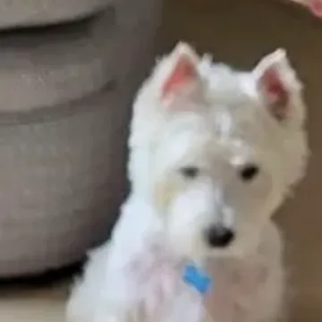 Photo of Oscar