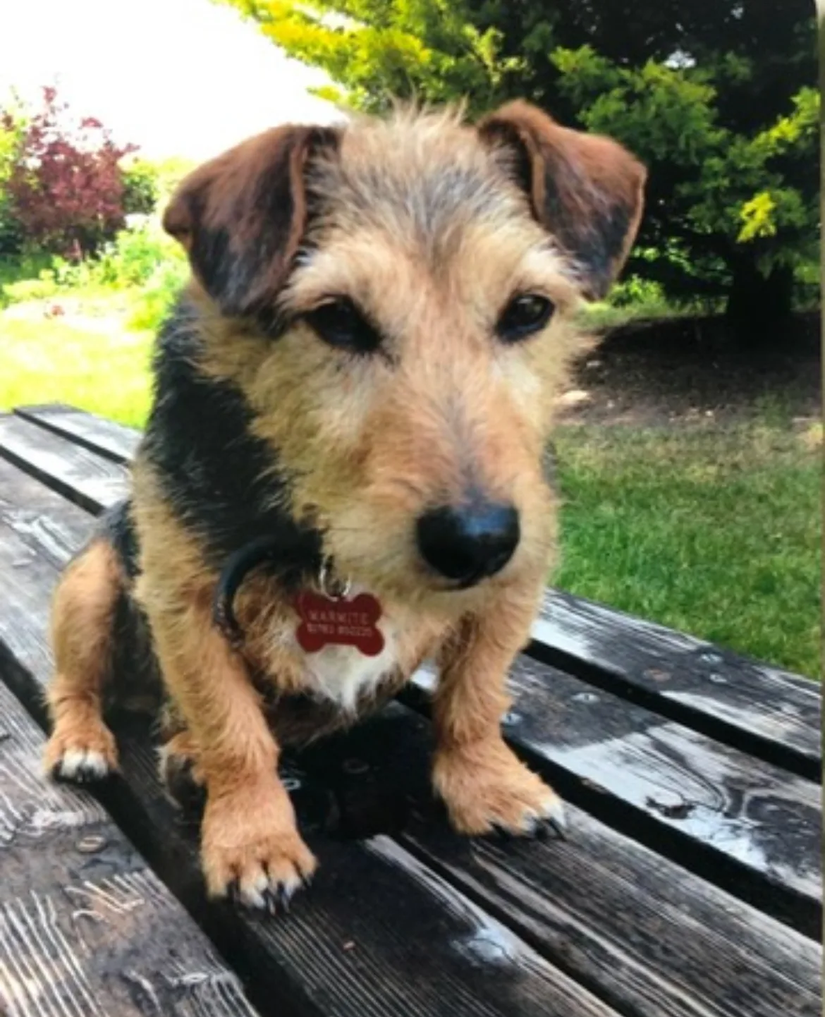 Marmite, photo 3