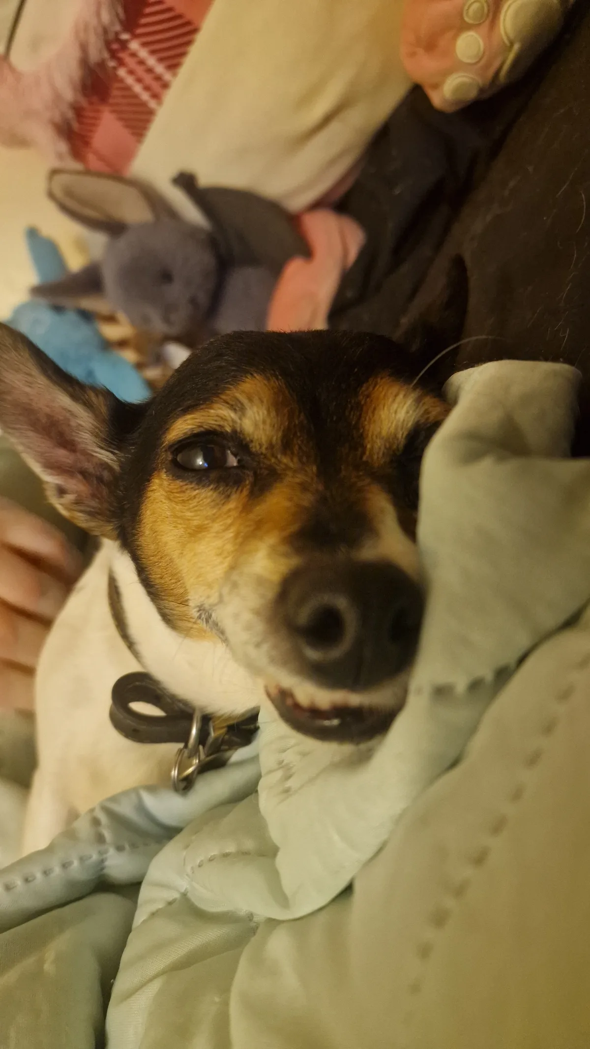 Pipsqueak, photo 2