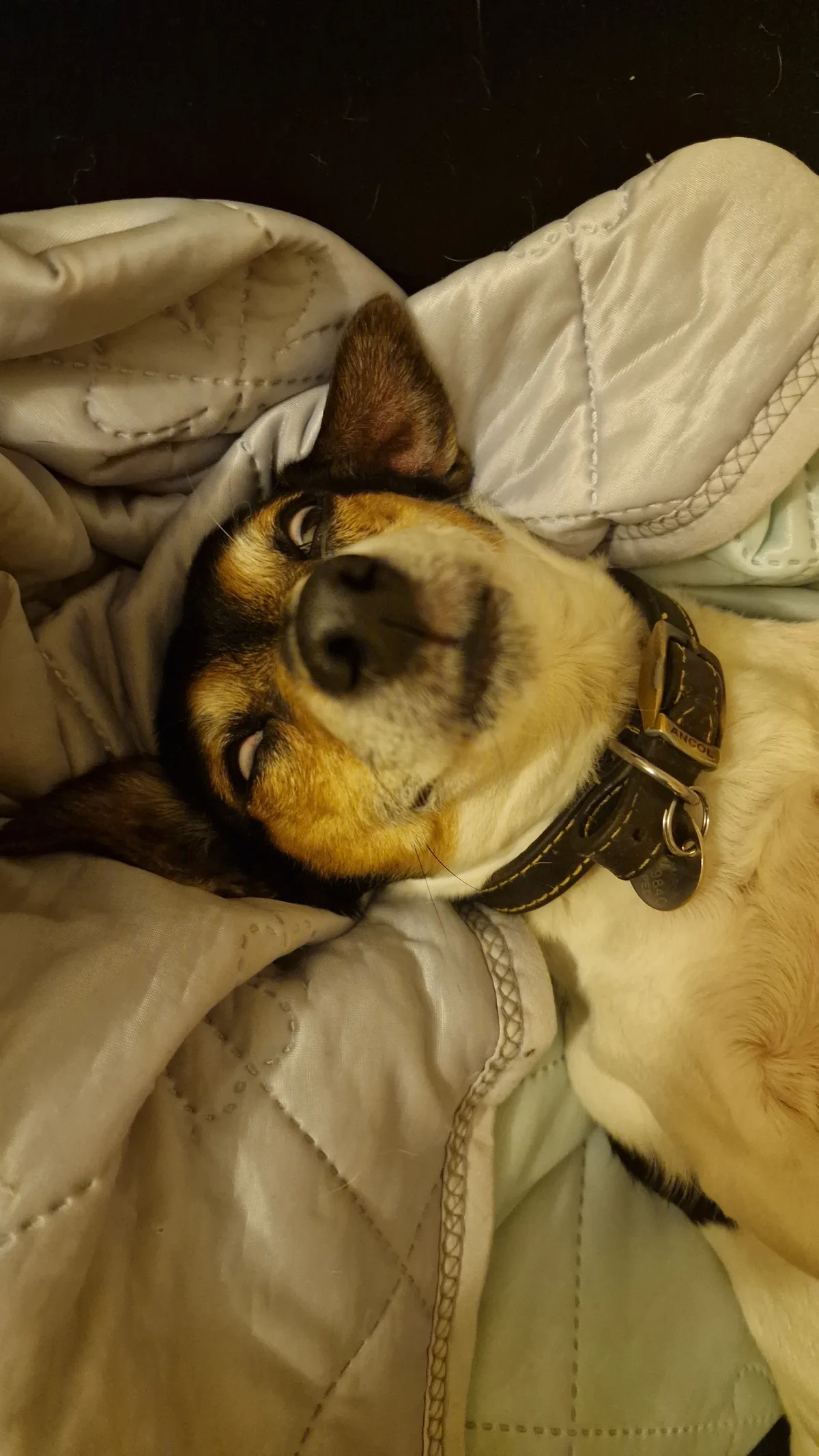 Pipsqueak, photo 4