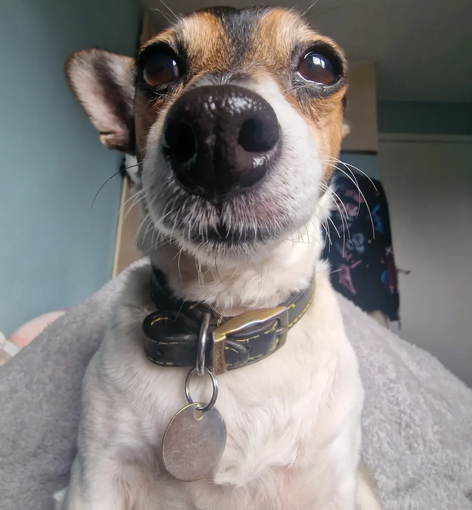 Portrait of Pipsqueak