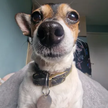 Photo of Pipsqueak