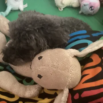 Photo of Buddy