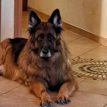Photo of Axel