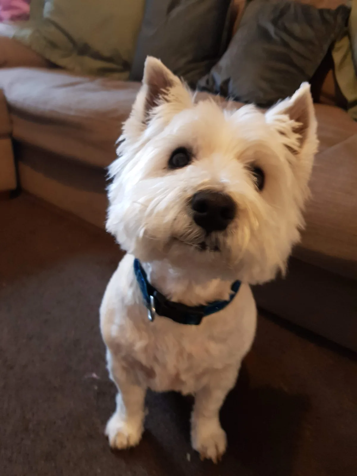 Alfie, photo 2