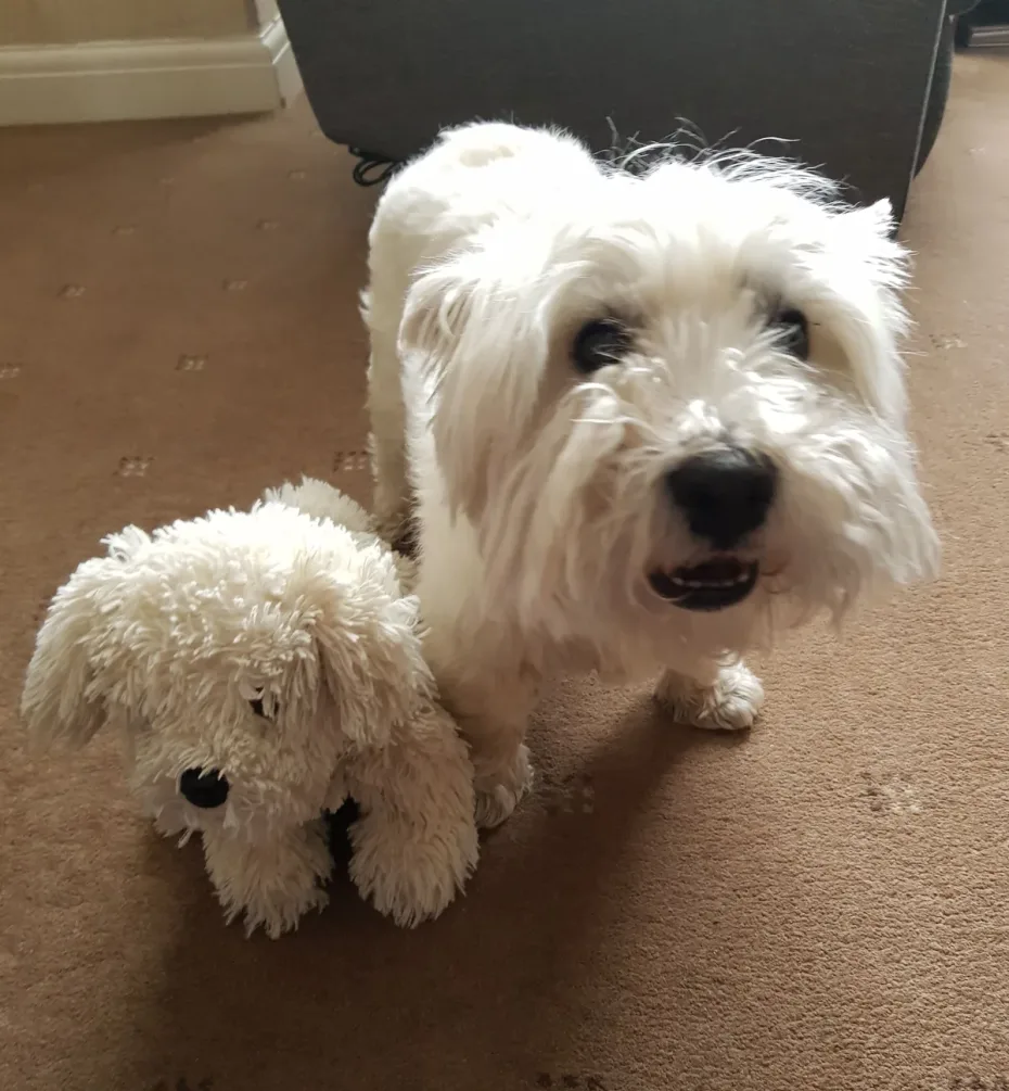 Portrait of Alfie