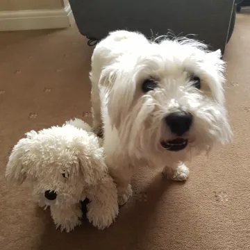 Photo of Alfie