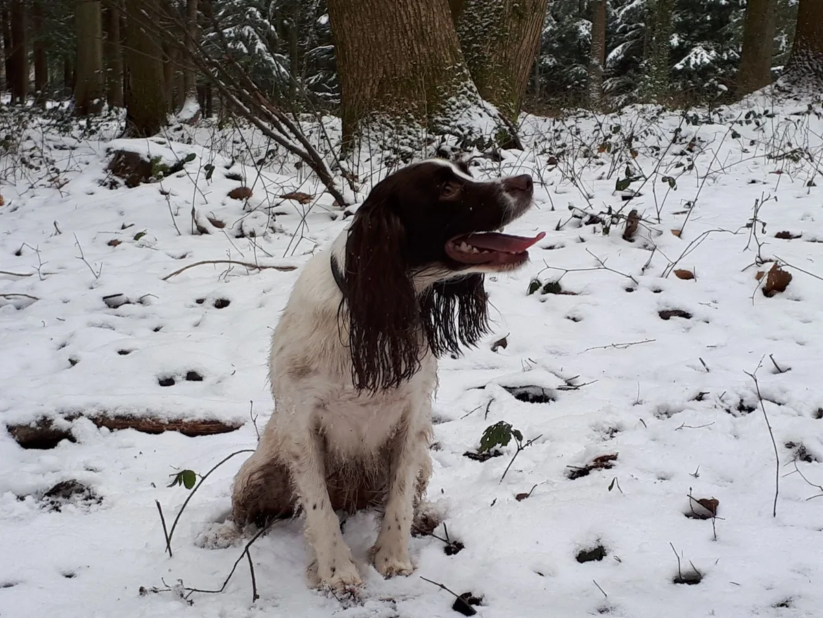 Nala, photo 4