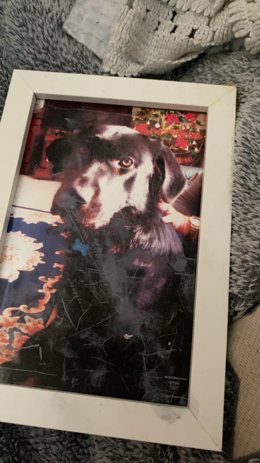 Ozzy, photo 5