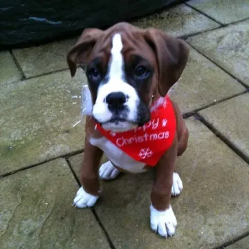 Photo of Stan