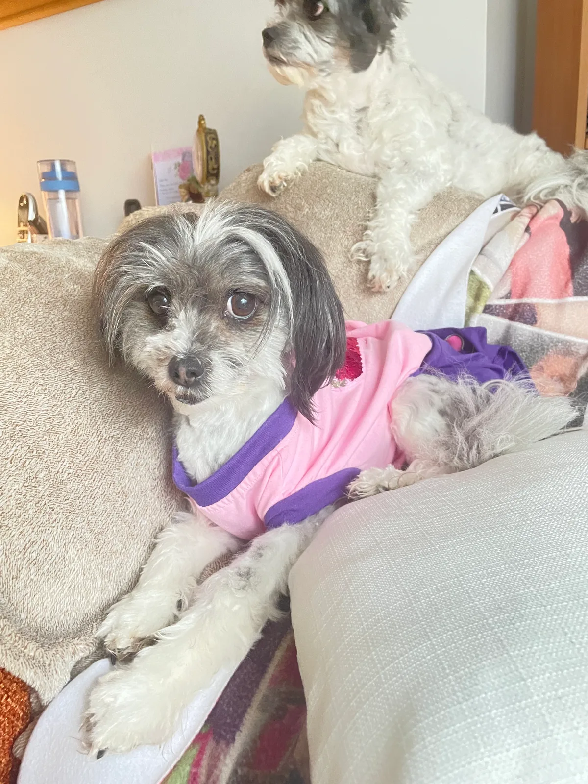 Bella, photo 2