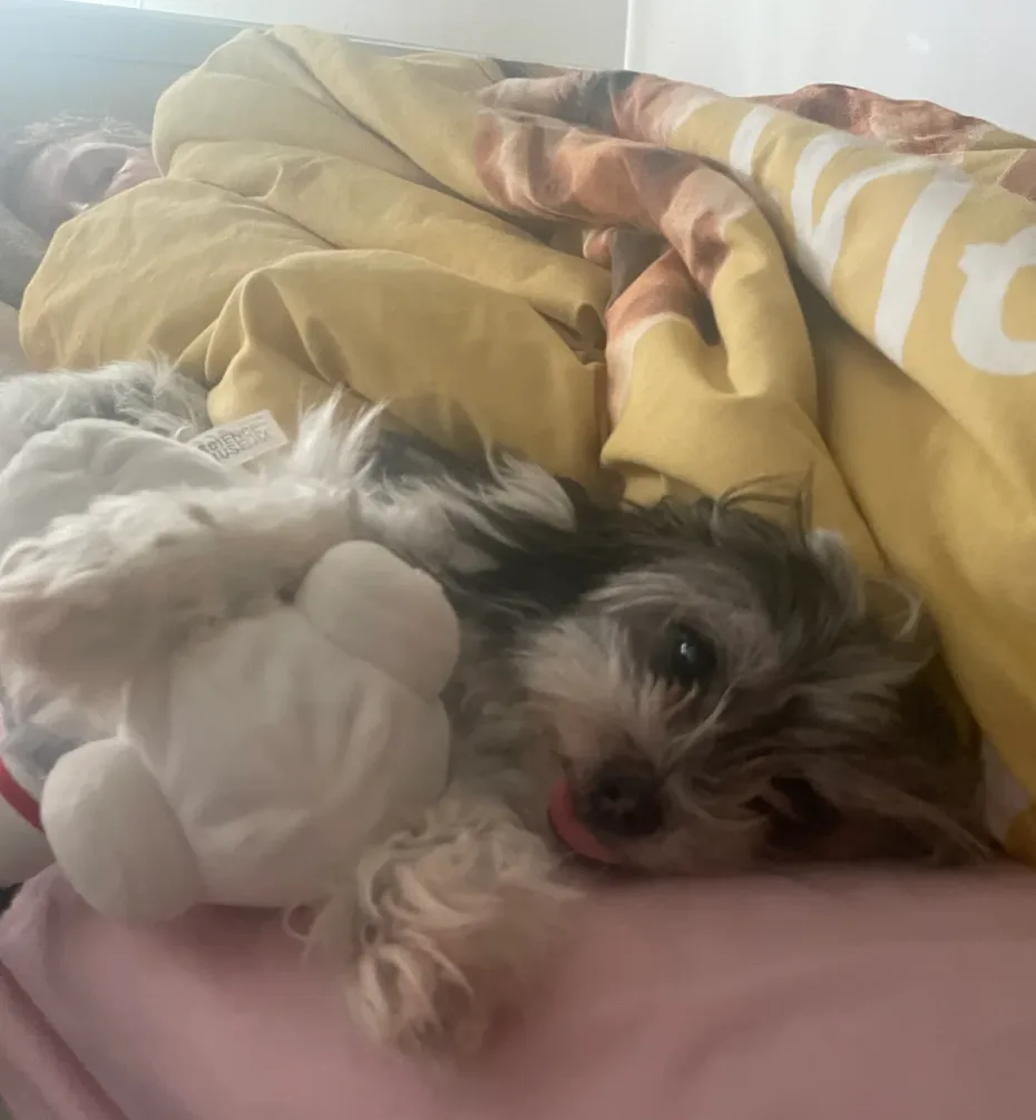 Portrait of Bella
