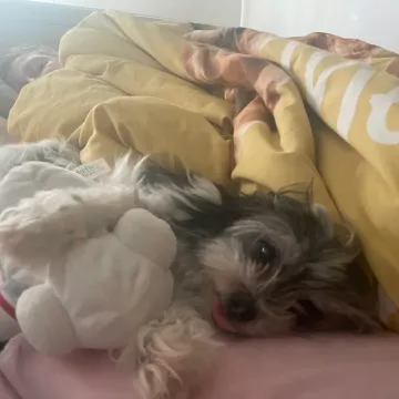 Photo of Bella