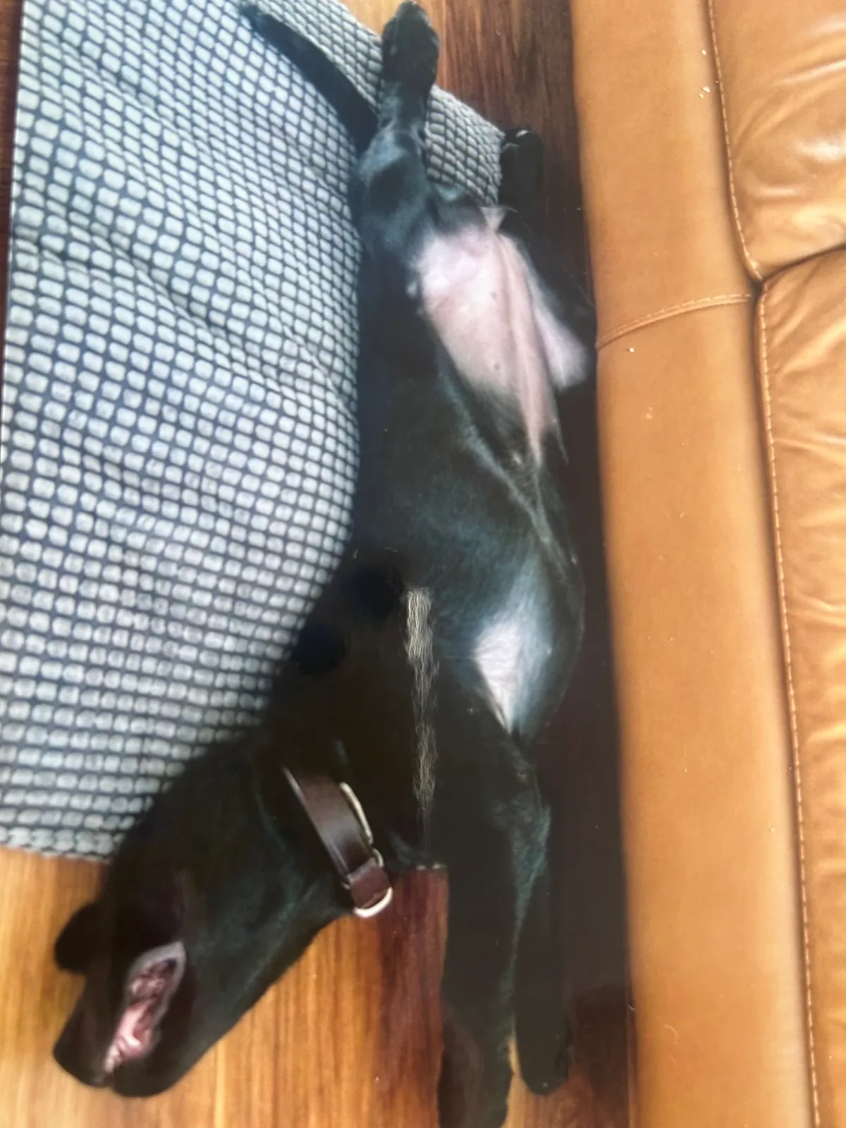 Dottie, photo 3