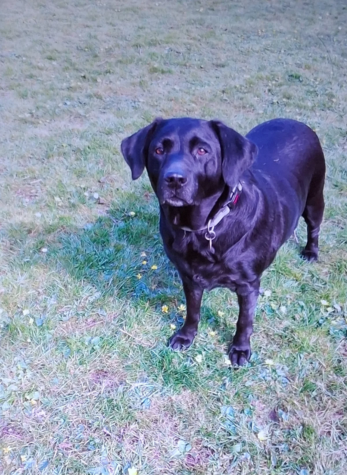 Maggie, photo 2