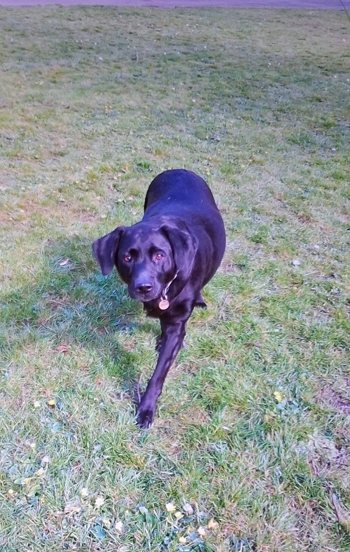 Maggie, photo 3