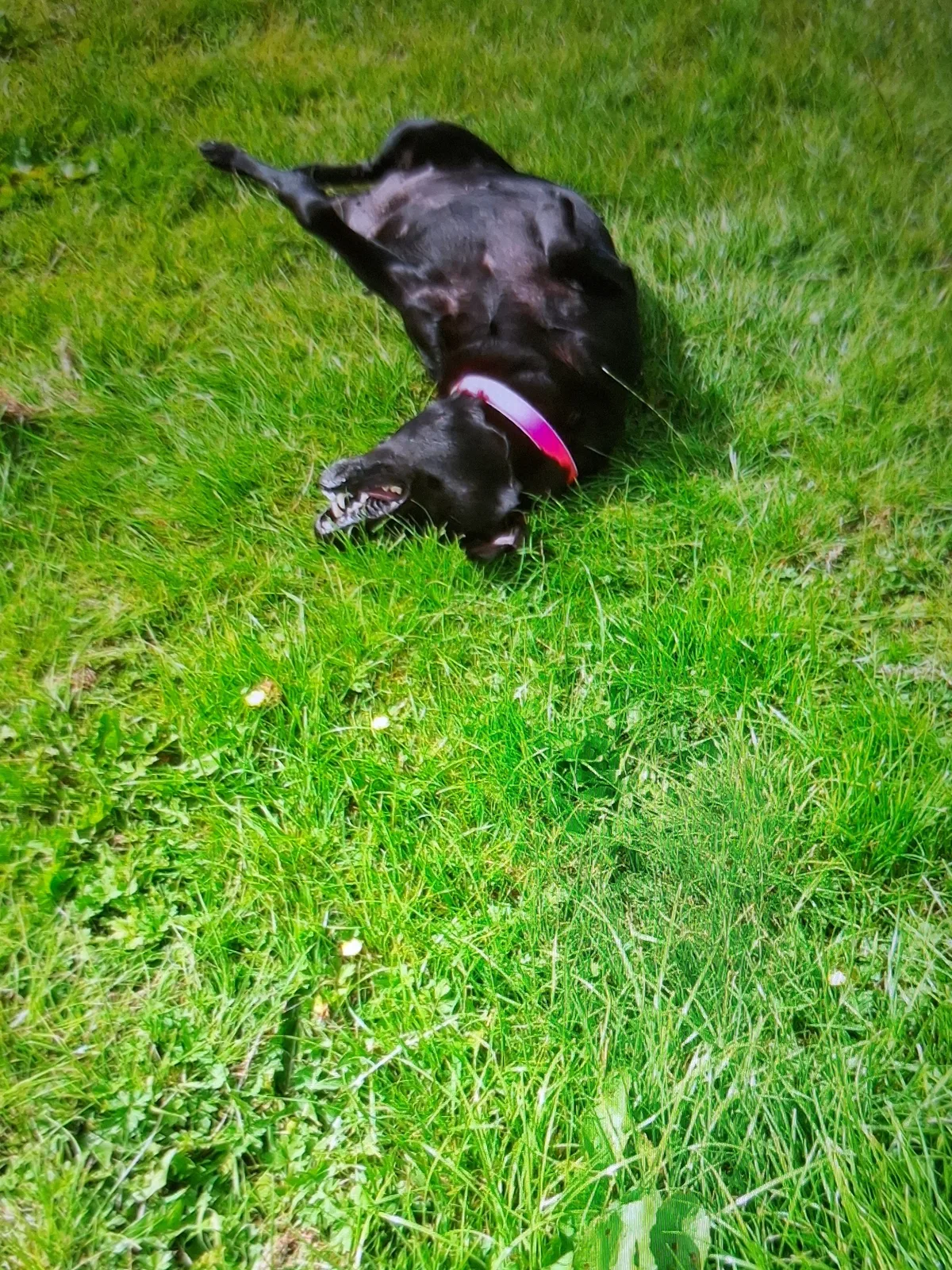 Maggie, photo 4