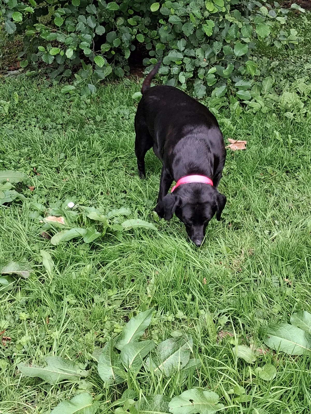 Maggie, photo 5