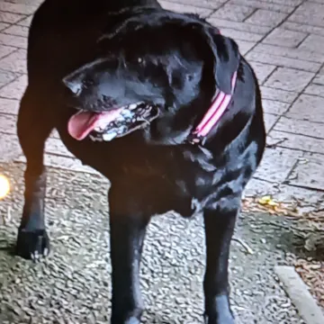 Photo of Maggie