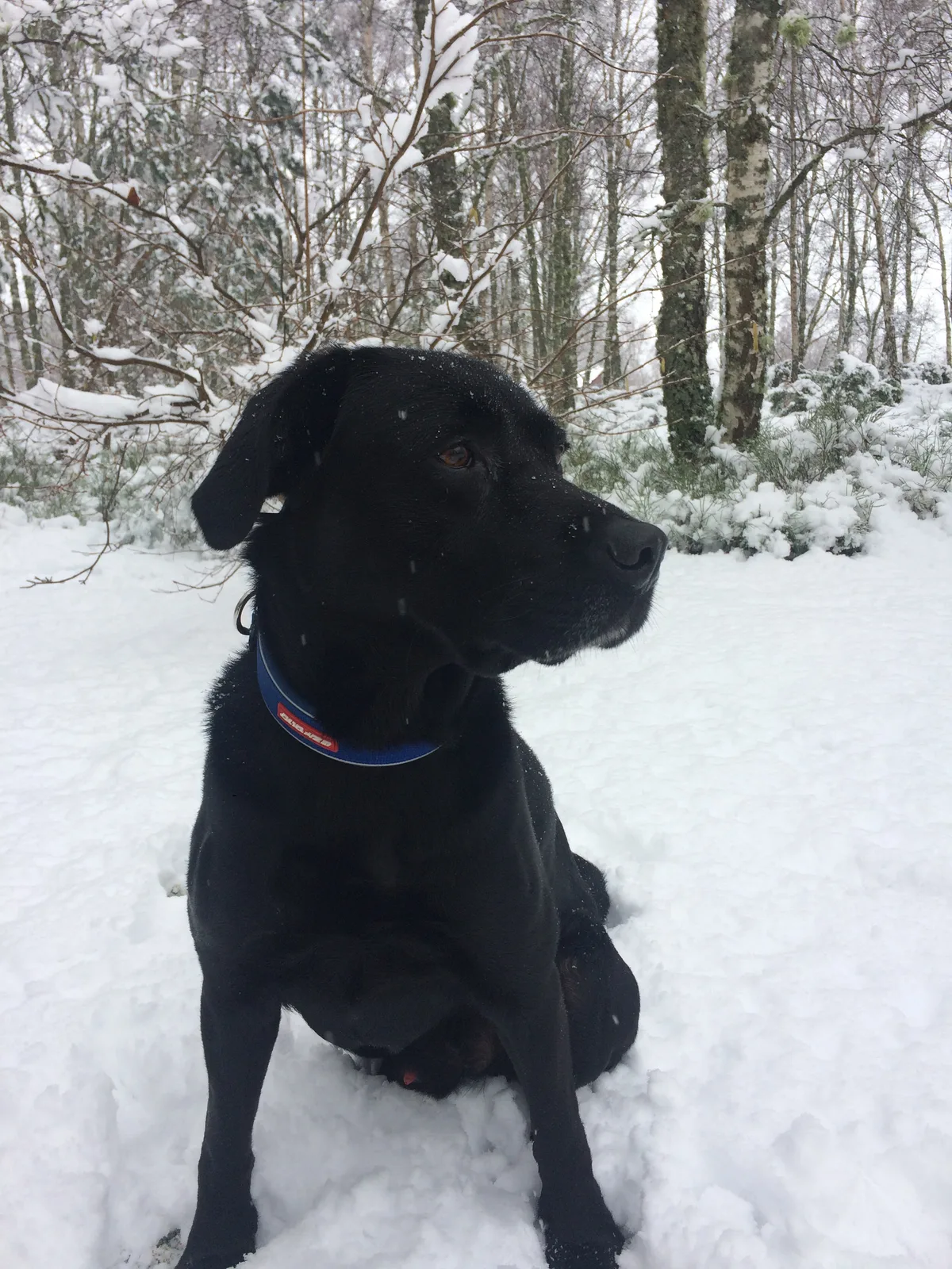 Jet, photo 2