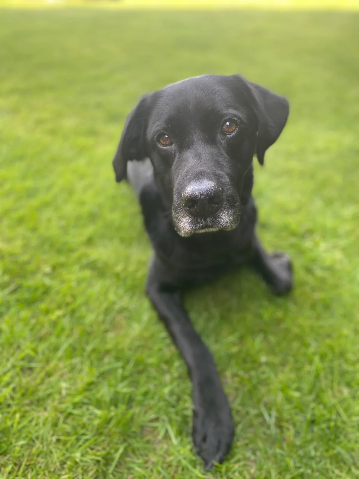 Jet, photo 4