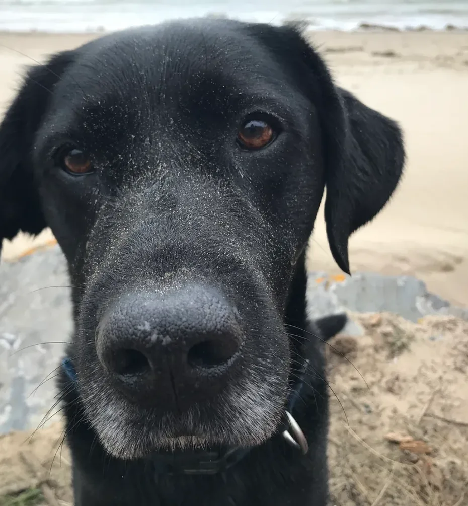 Portrait of Jet