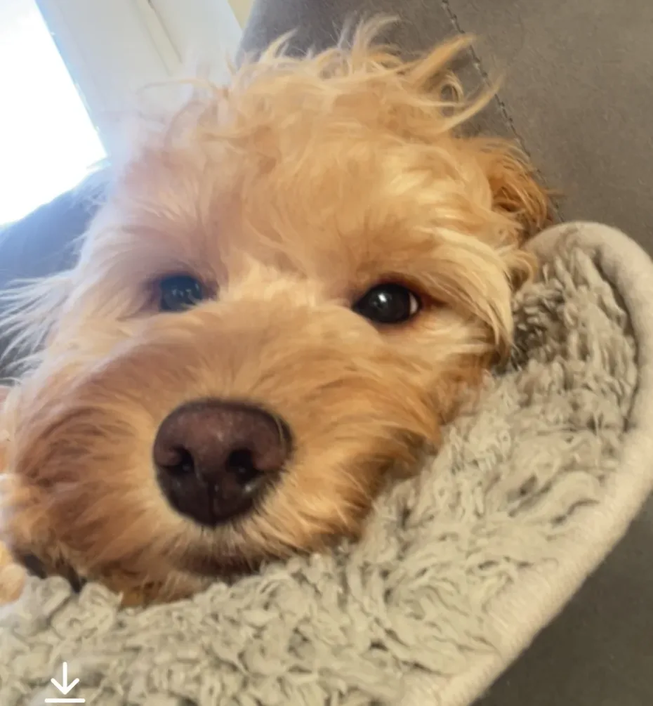 Portrait of Honey