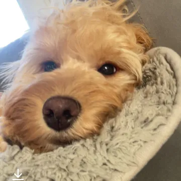 Photo of Honey