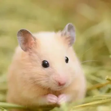 Photo of Sparkles