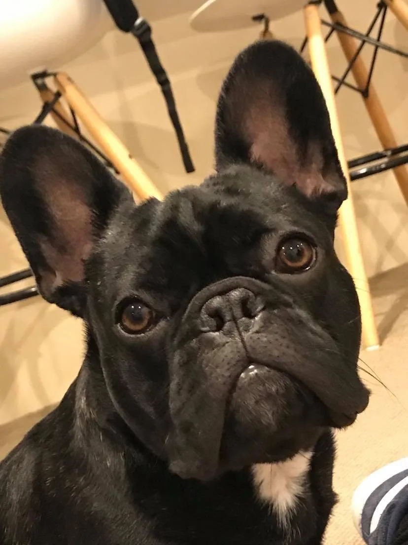 Frankie, photo 2