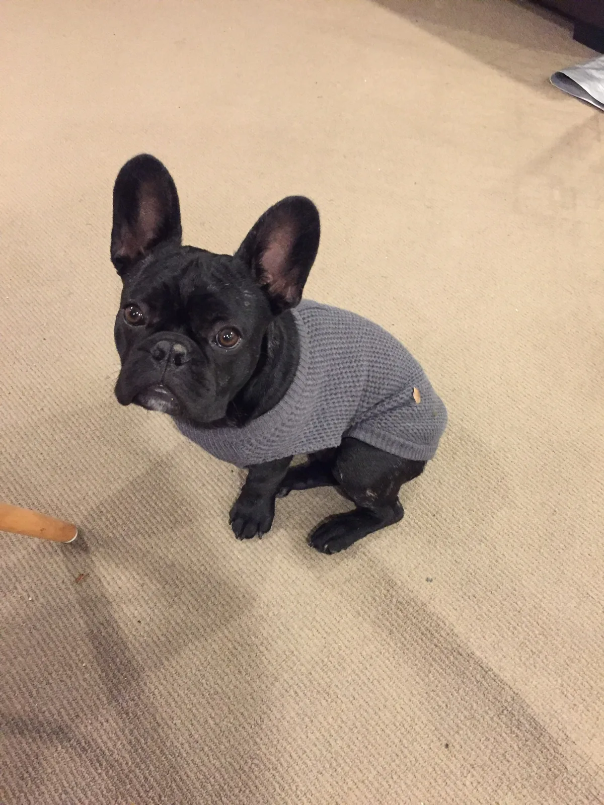 Frankie, photo 3